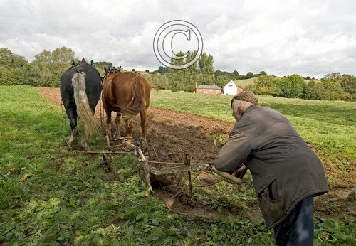 Horse Ploughing Rest Time DM0213